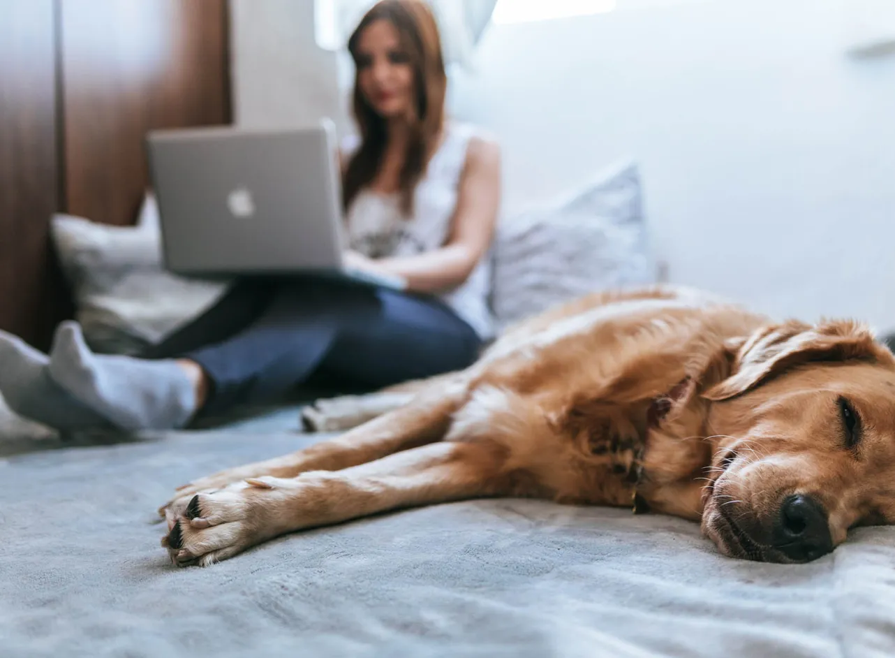 dog relaxing on bed 